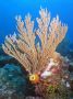 AmbergrisCaye05 - 095